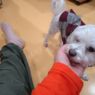 NPO犬猫みなしご救援隊・代表ブログ・みなしご庵へようこそ