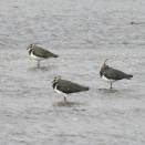 どんより曇り空の下