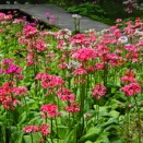上三依水生植物園のクリンソウ見頃です