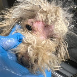 NPO法人ペット里親会