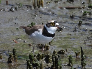 2026年4月22日の野鳥公園