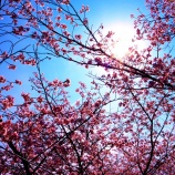 『2026.4『井原堤🌸』を歩いてみたよ➁ / 岡山県井原市』の画像