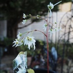 写真のクラ蔵 ライブドア