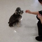 犬の幼稚園　アットホームblog