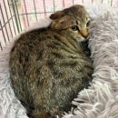 譲渡会と週末ご飯