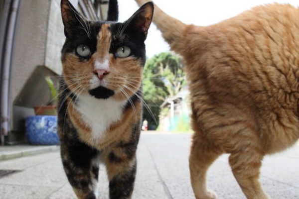 ペット速報 犬画像 猫画像 動物画像まとめ