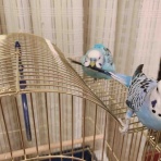 鳥好き大学生のおへや。