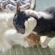 2歳と13歳の猫のじゃれ合いと雪に残された足跡