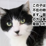 『【里親募集中】事前予約必須の犬猫たち①』の画像