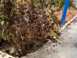 冬に野良ネコたちはどこで休むのかな？ 冷たい雨も降ってきた → 秘密の隠れ家はこちらです…