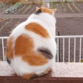猫に小判を与えたら。 埋蔵金：千九百拾八両　母ぁが出よればぁ・・・。