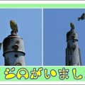 メジロがいました