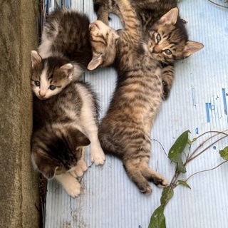 NPO法人 福井犬猫を救う会