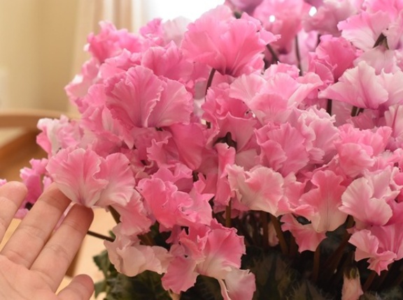 【ふるさと納税】香川県観音寺市から超豪華シクラメンが到着♬フリルタイプが可愛い♡&楽天スーパーSALE今日はポイントアップデー！（記事下にPR含）