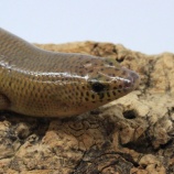 『【新入荷】シボリミモダエトカゲ、カンボジアミズトカゲ、ウォンチャンフトオヤモリ』の画像