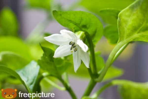 変わった花言葉を持つ草花たち ピーマン 海からもたらされた 楽園の珊瑚 四つ葉のくまさんの癒しのお花 時々お料理日記