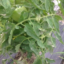 トマト 野菜作り失敗の傾向と対策