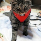 ハーネスをつけてみた紫おん