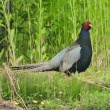 今日見た野鳥　ホオジロ・ヒヨドリ・キジバト・キジ