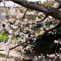 4/6(月)〝竹ヶ端運動公園〟〝集会所裏水呑川土手〟サクラ並木の散策(^.-)☆(12)