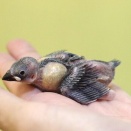 可愛い文鳥のヒナが、入りました。