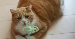 猫と仲良くしたい男。