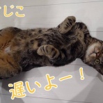cat cafe Prince