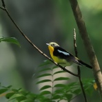 カメラ大好きおやじの野鳥と自然風景フォトアルバム