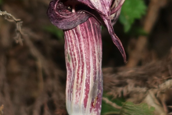 明星 耳納山系で見かけた草花 サトイモ科