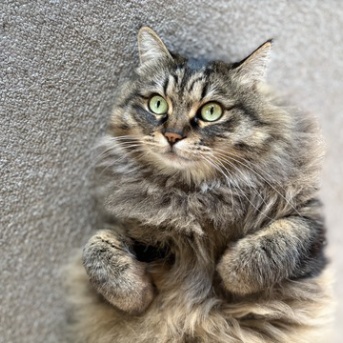 【猫写真】おててが可愛いマロちゃん