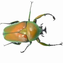 GOKUSAISHIKI - ミカンスオオツノカナブン(Dicrorhina micans)