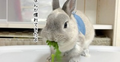 うさぎのルリ(10/20追記)