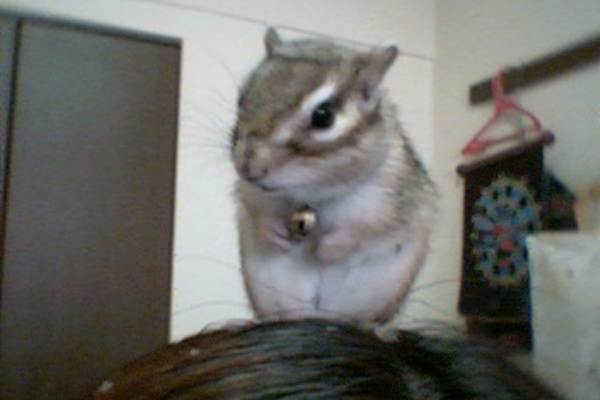 リスのピッコロ ノア 猿のソラとの家族日記 シマリス