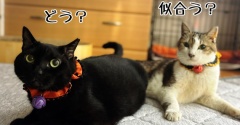 チャンスは一度きり。そんな事もある