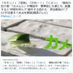 「キモっ！」「恐怖」「だめー！」「くさっ」 カメムシが増加中　放置すると仲間を呼んで越冬する恐れも… 注意すべき点は