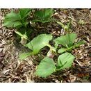 熊谷草はとてもデリケートな野草である