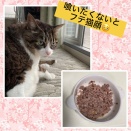 2026.04.15　今週は猫くんと家でまったりと過ごします　　　　‘泳げば伸びる'って 私はゴム紐かい😆