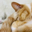 お水をピッと飛ばしてお手てなめなめ