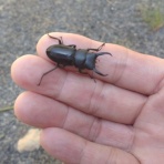 銭助のブログ