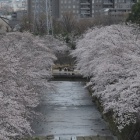 『2022年春～恩田川の桜　2022/03/29』の画像