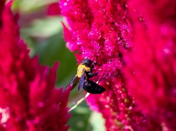 【画像】いい天気だからケイトウの花を見に行ったった