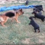 ドーベルマンの子犬たちをジャーマンシェパードに子守りしてもらったら…有能だった
