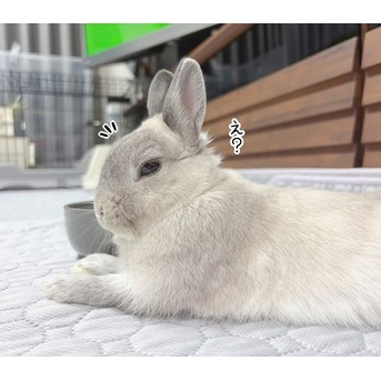うさぎのルリ(7/20追記)