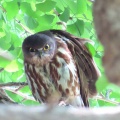 2025天然記念物大銀杏でアオバズクを撮る🦉XV（足利市鑁阿寺）