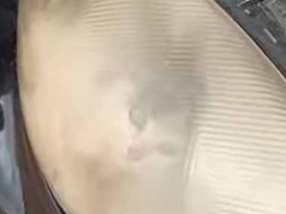 子猫はどこから入ったの？ コンコン叩いても出てこない → ウインカーの中でこの姿です…