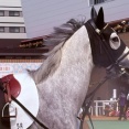 推し馬のゴコウコイコイちゃんが引退