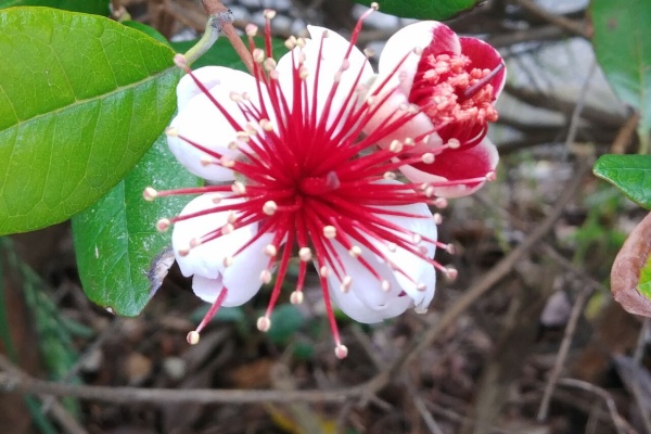 Flowers In A Field フトモモ科