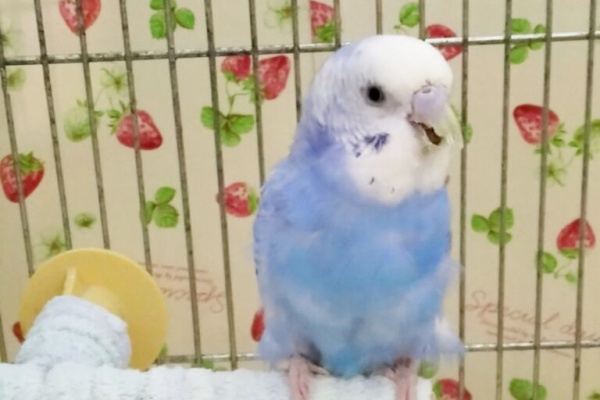 PBFDそらちゃんと☆あむしろインコ日記☆ - セキセイインコ
