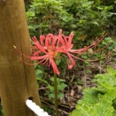 秋のお彼岸に咲く花　ヒガンバナ