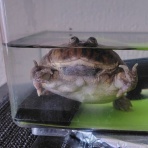 迷カエルコハウス🐸